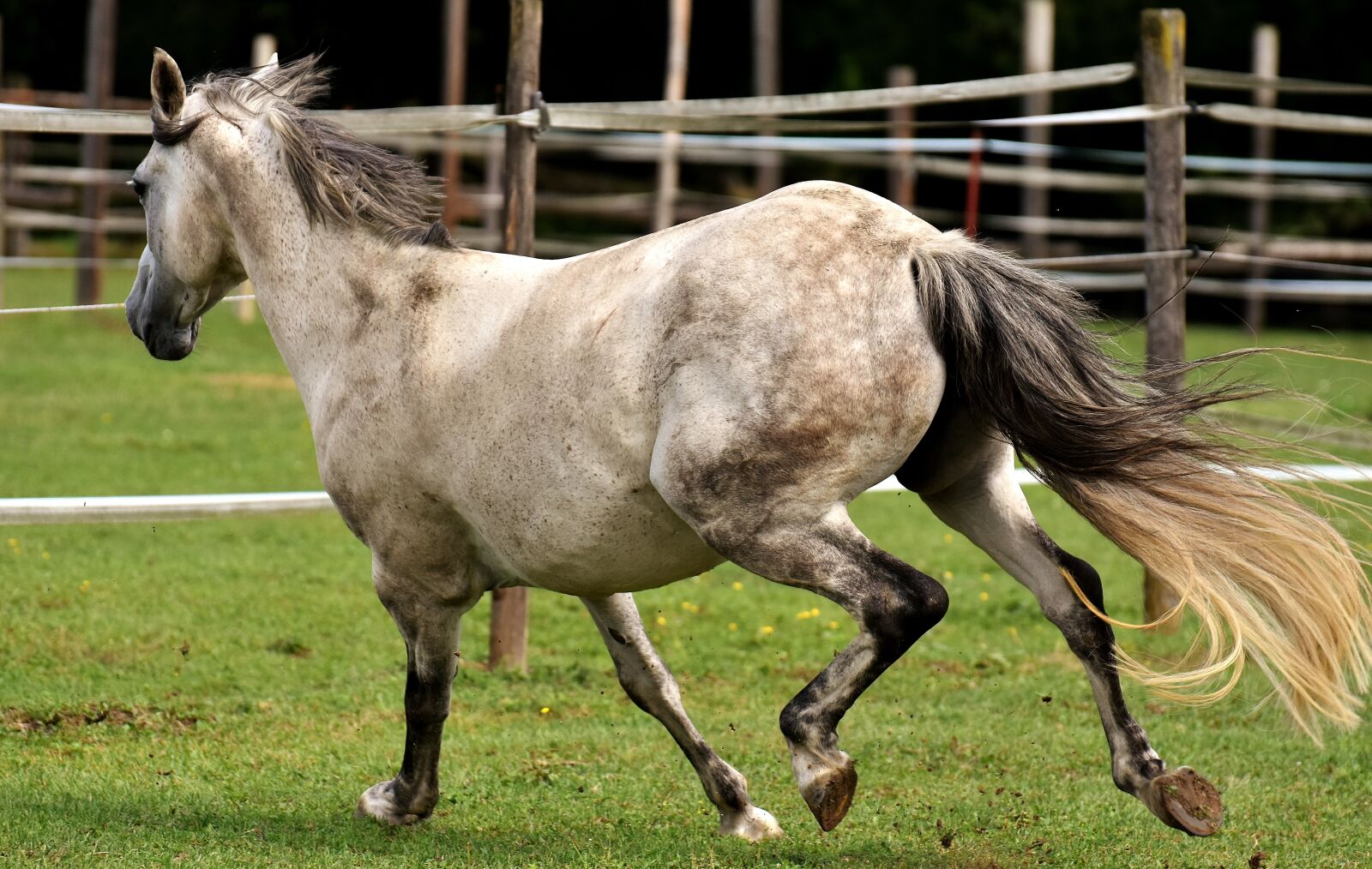 Nikon D7200 sample photo. Mold, horse, love for photography