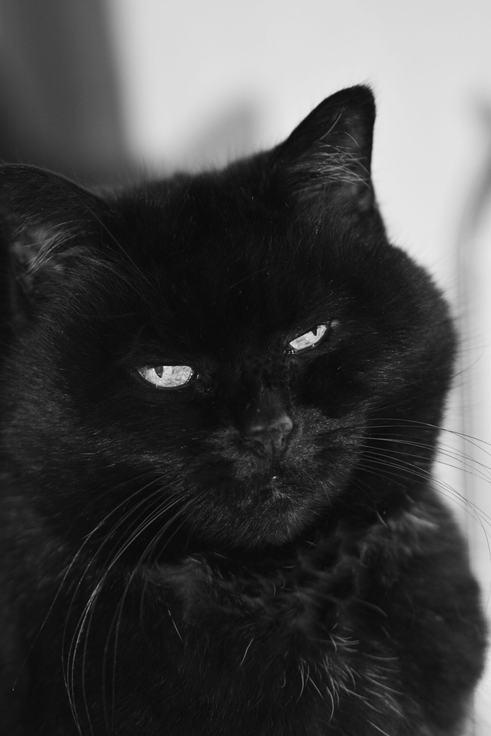 Nikon D5200 sample photo. Cat, black and white photography