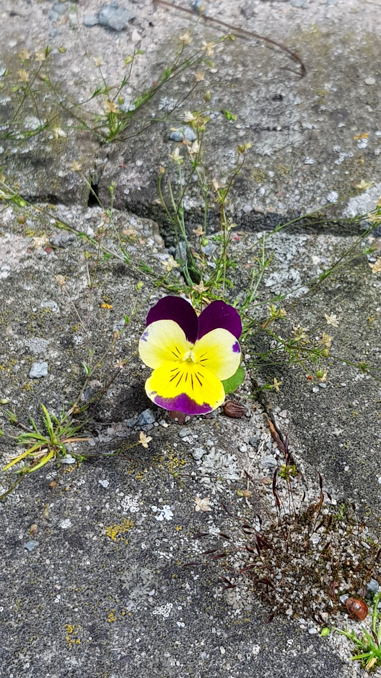 Samsung Galaxy S8 sample photo. 400–500, flower, paving stone photography