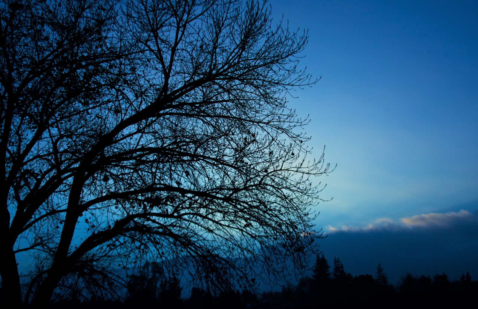Canon EOS 40D sample photo. Trees, blue, nature photography
