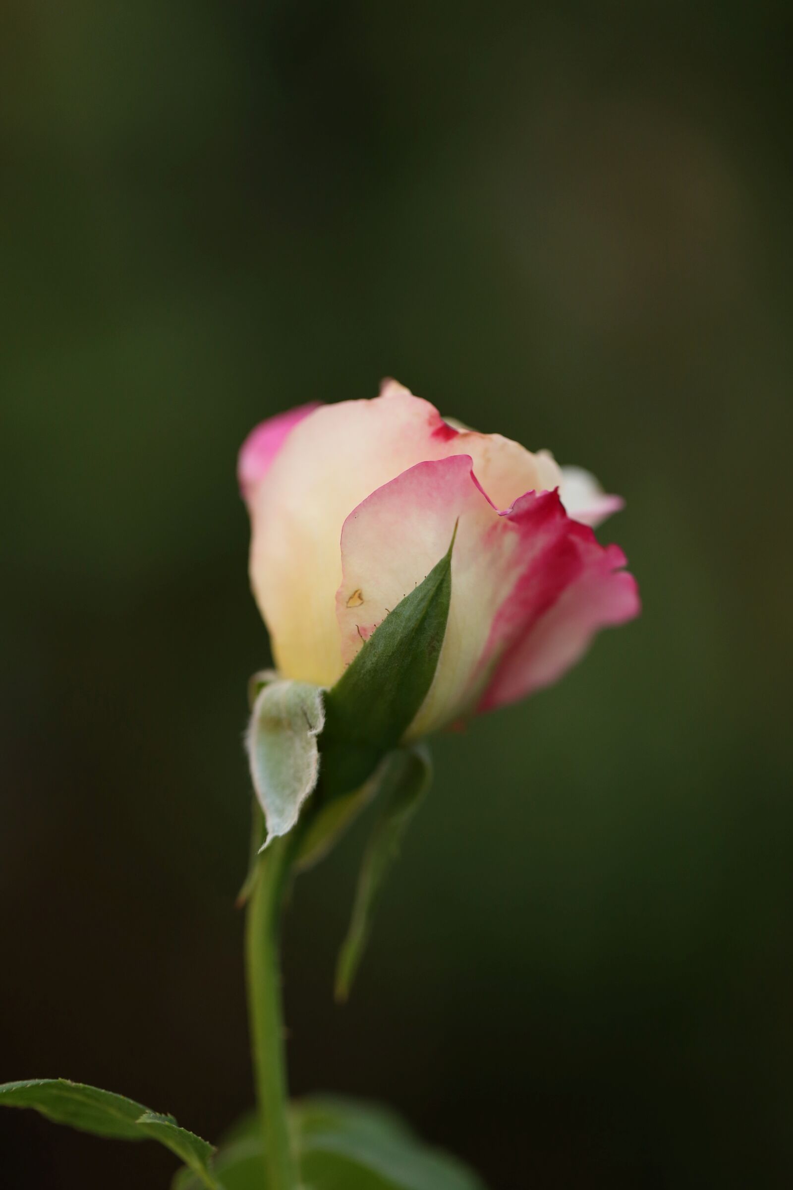 Canon EF 100mm F2.8L Macro IS USM sample photo. Flower, nature, flora photography