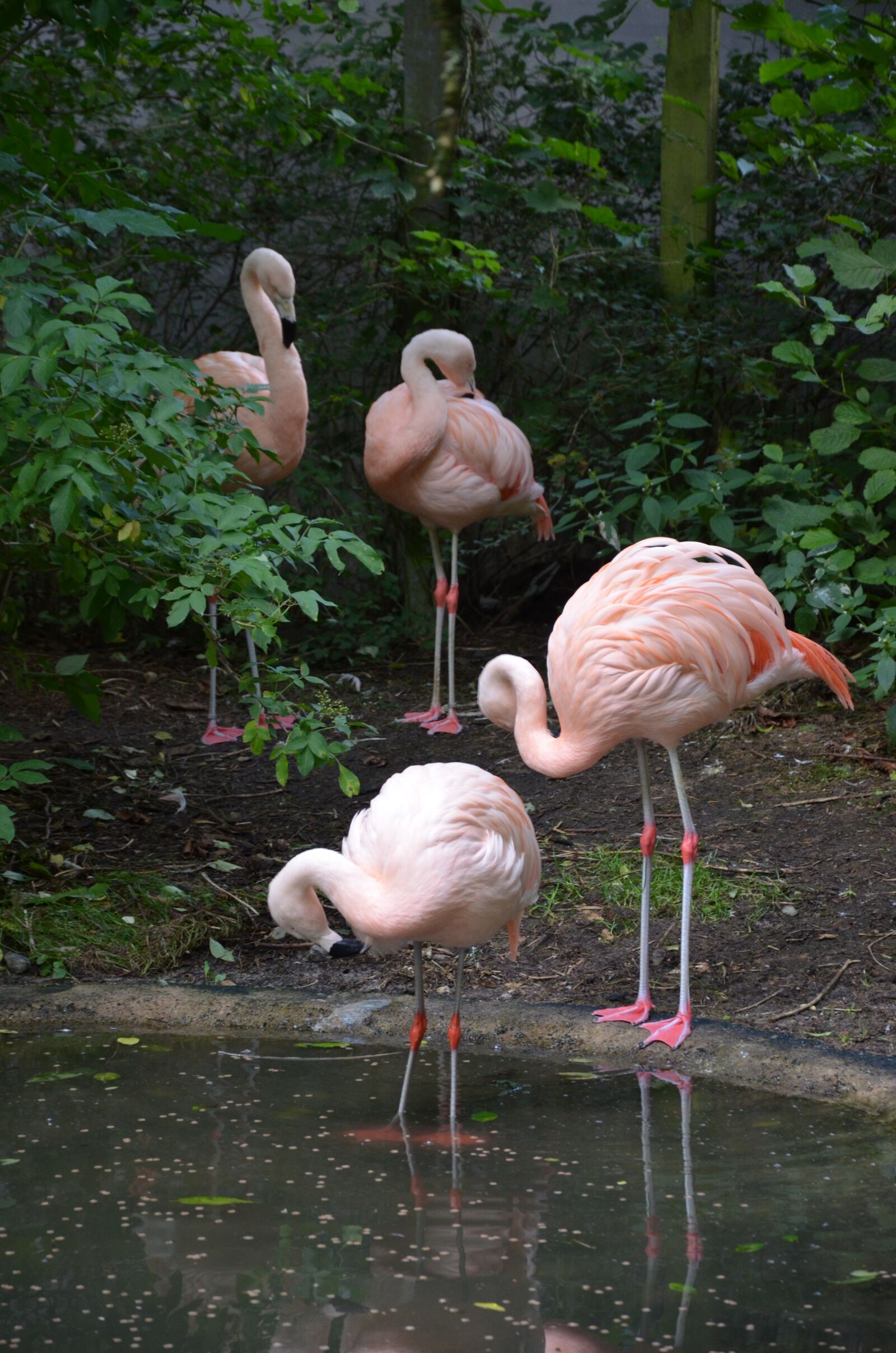 Nikon D5100 sample photo. Pelikan, pink, bird photography