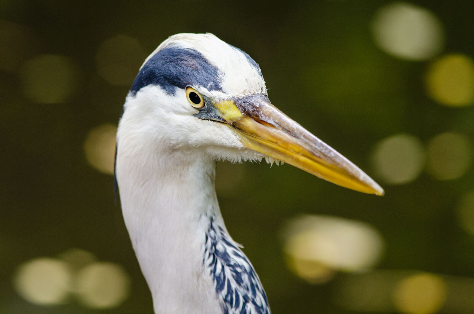 Nikon D7000 + Sigma APO Tele Macro 300mm F4 sample photo
