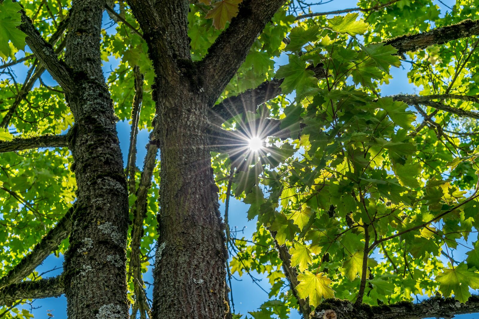 Nikon D5300 sample photo. Tree, sunlight, broken photography