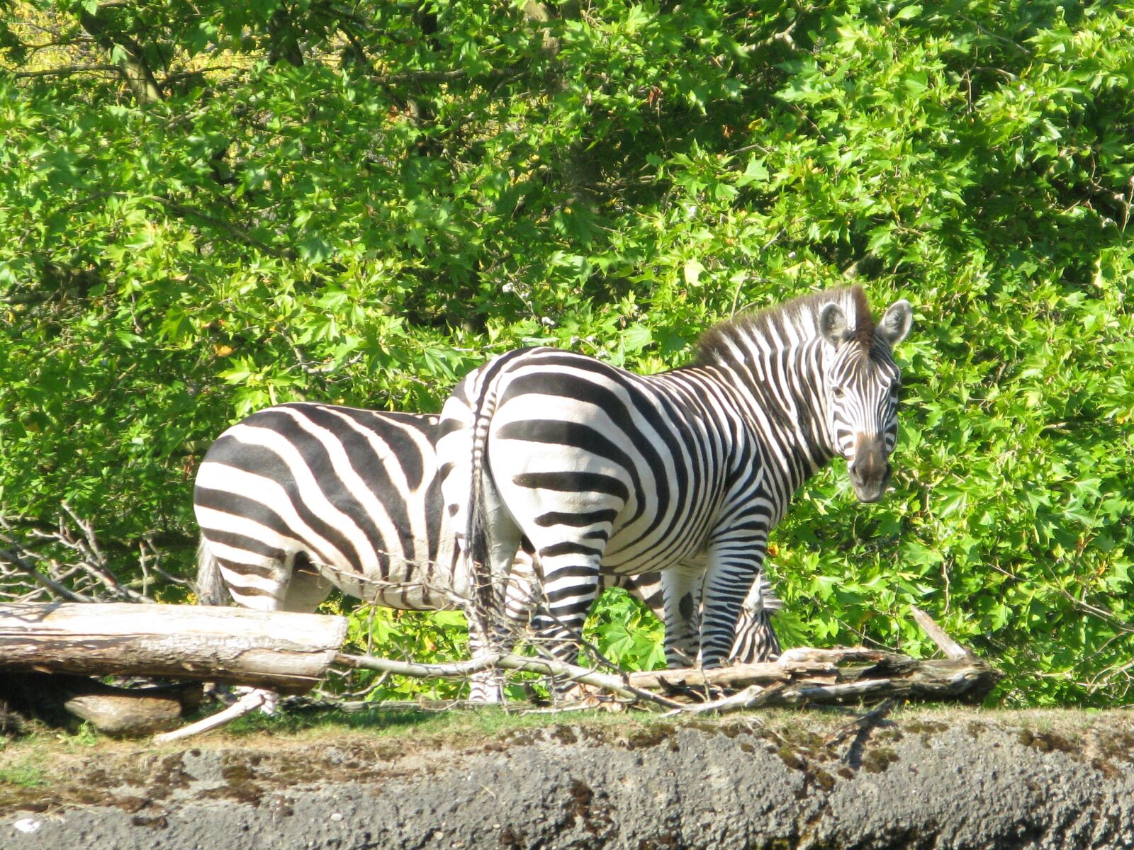 Canon POWERSHOT G9 sample photo. Zebra, animals, mammals photography