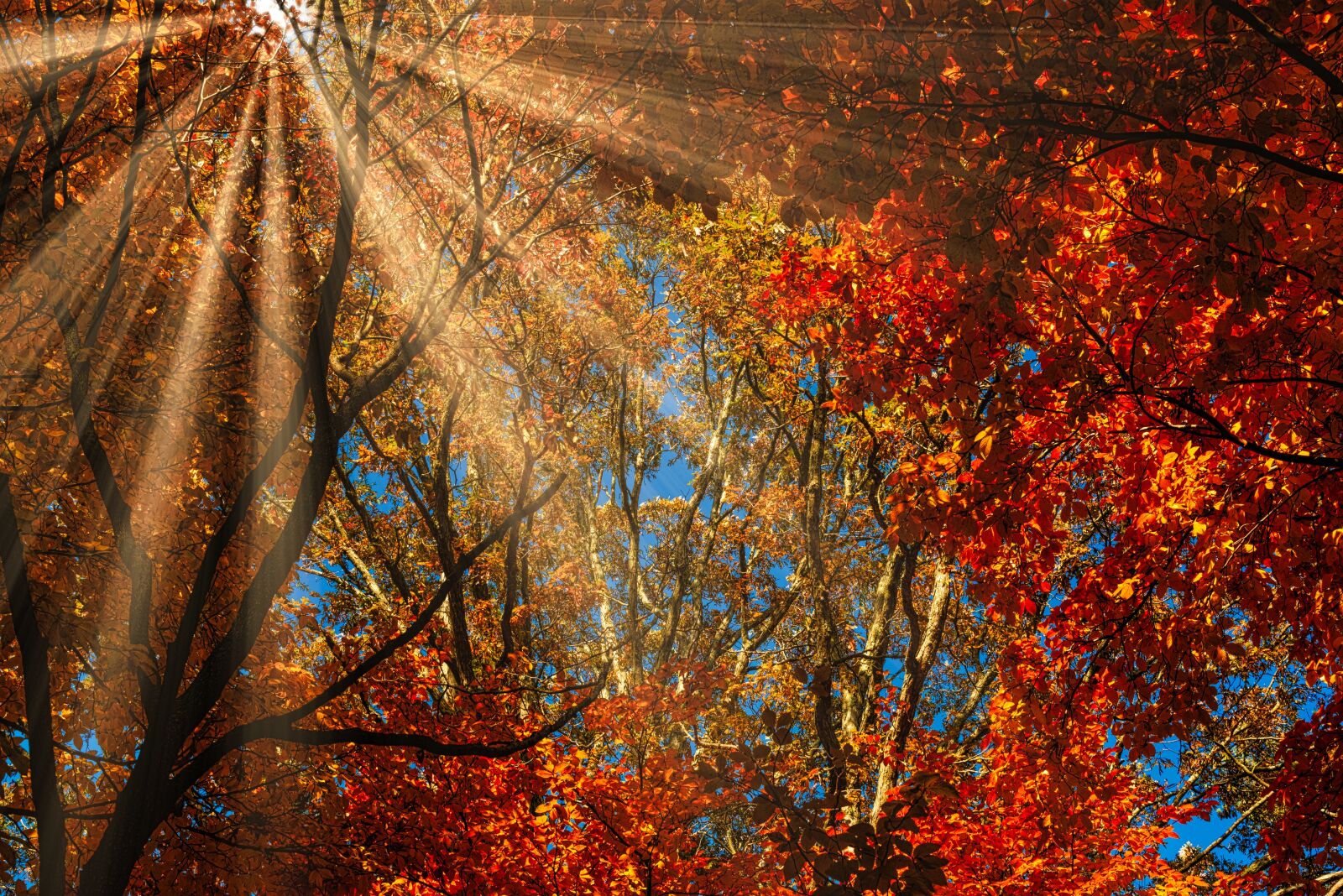 Nikon D750 sample photo. Autumn, trees, sunbeams photography