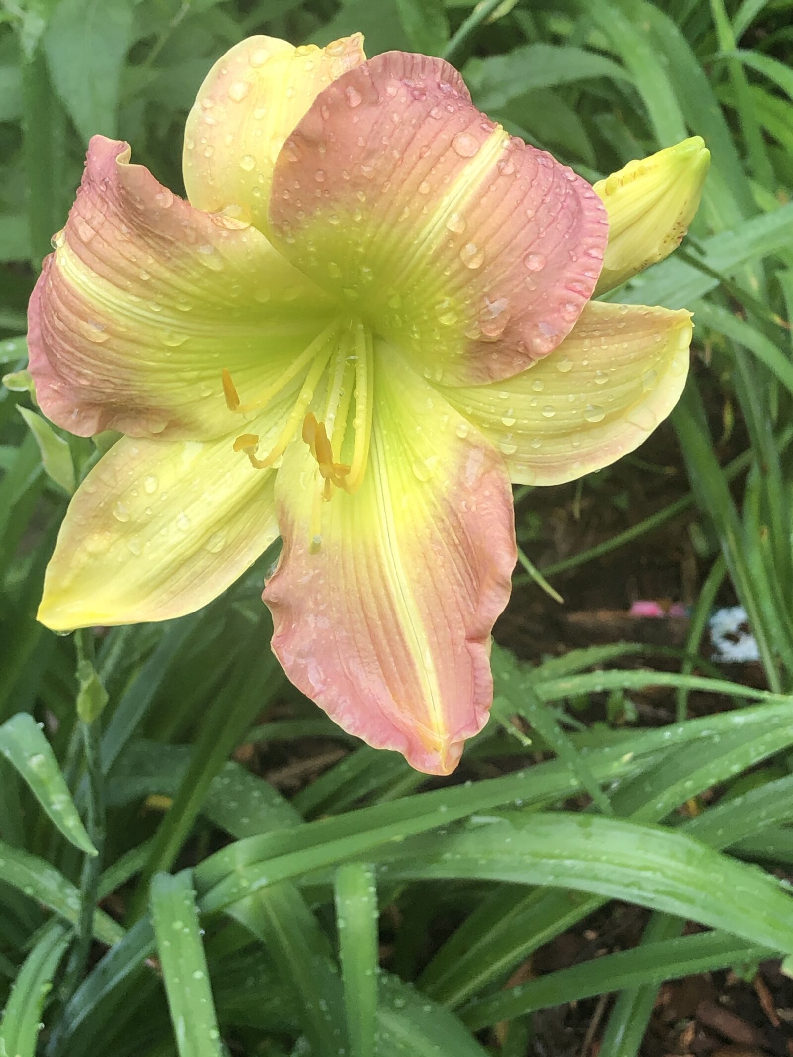 Apple iPhone 8 Plus + iPhone 8 Plus back dual camera 3.99mm f/1.8 sample photo. Day lily, green throat photography