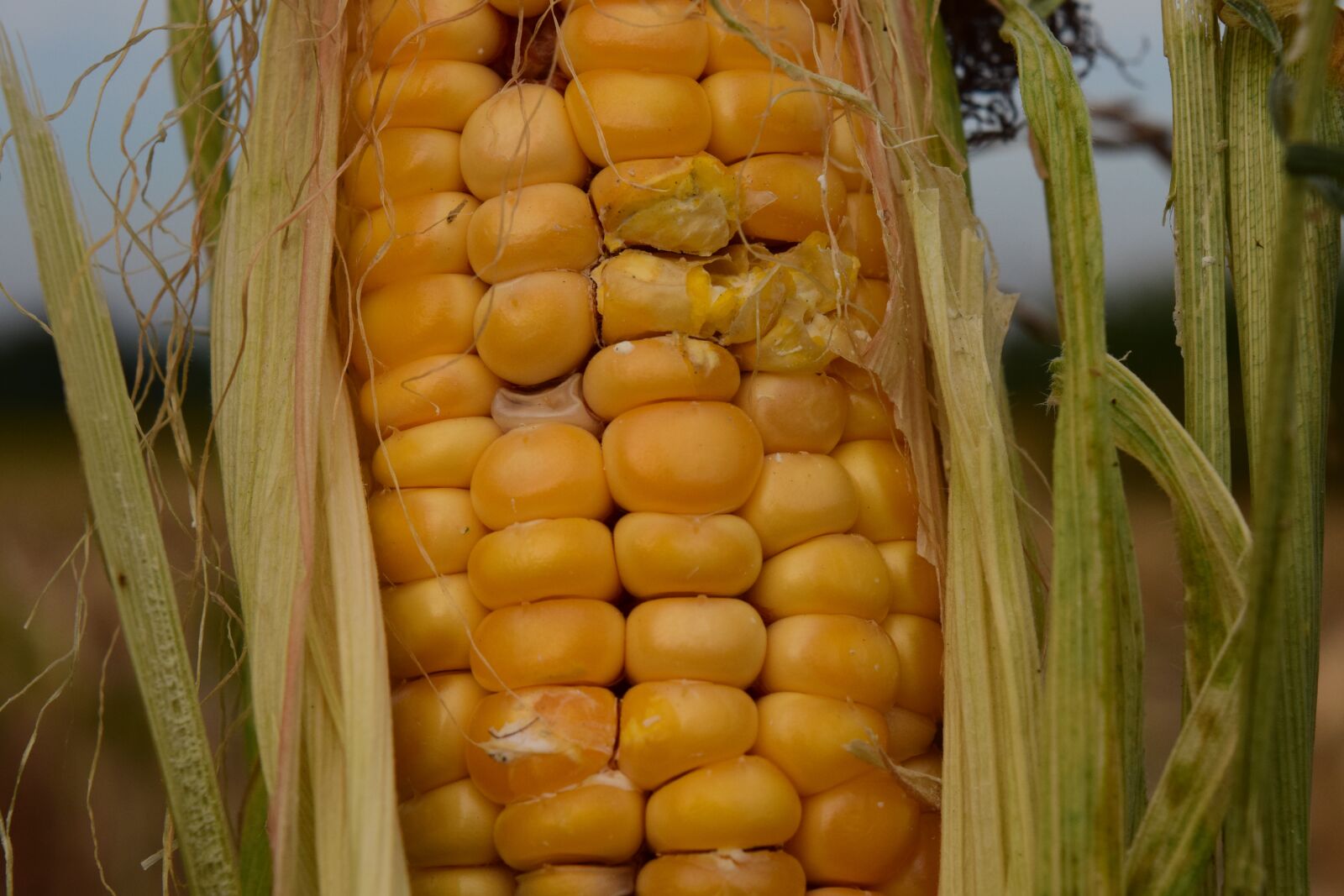 Nikon D3300 sample photo. Corn, dry, agriculture photography