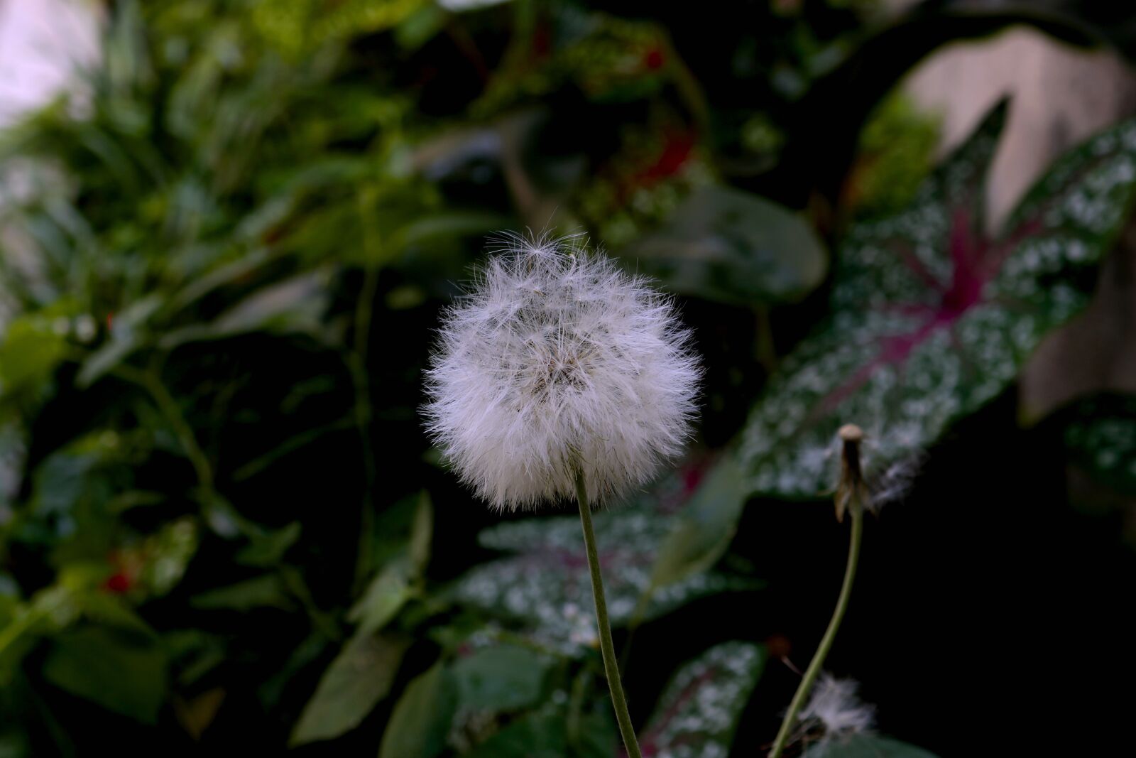 Canon EOS 750D (EOS Rebel T6i / EOS Kiss X8i) sample photo. Dandelion, flower, plant photography