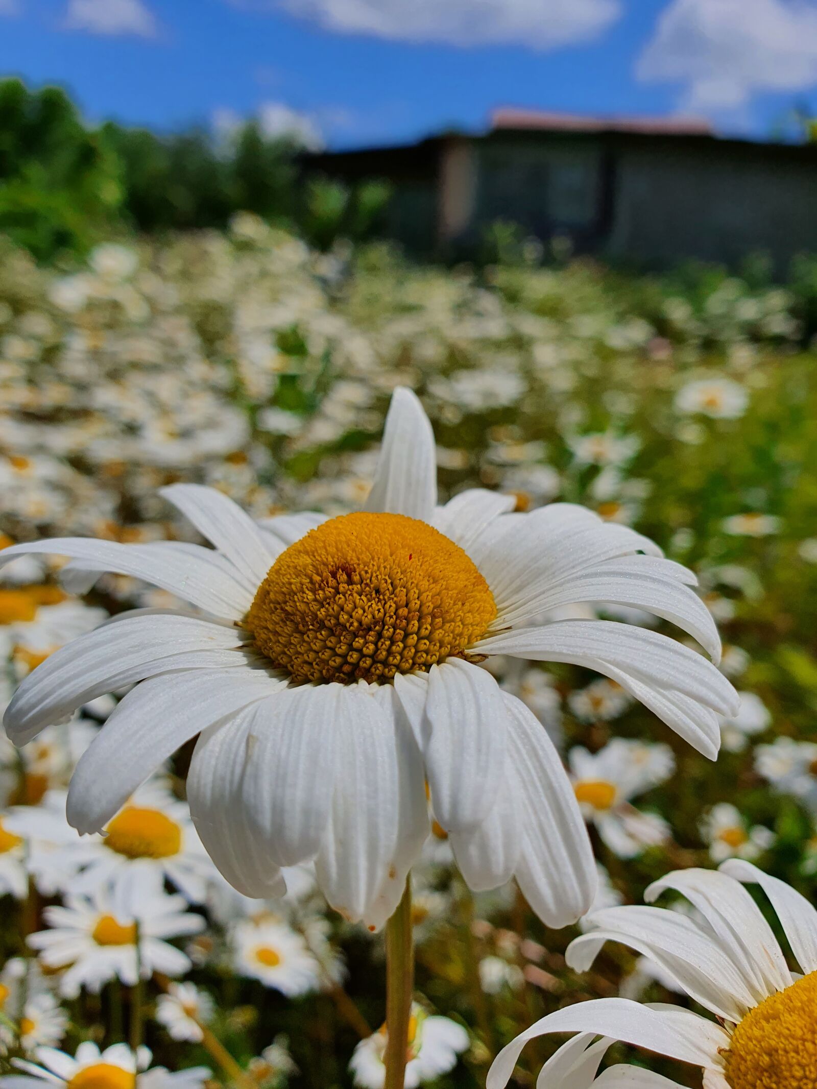 Samsung Galaxy S10 sample photo. Chamomile, flower, white photography