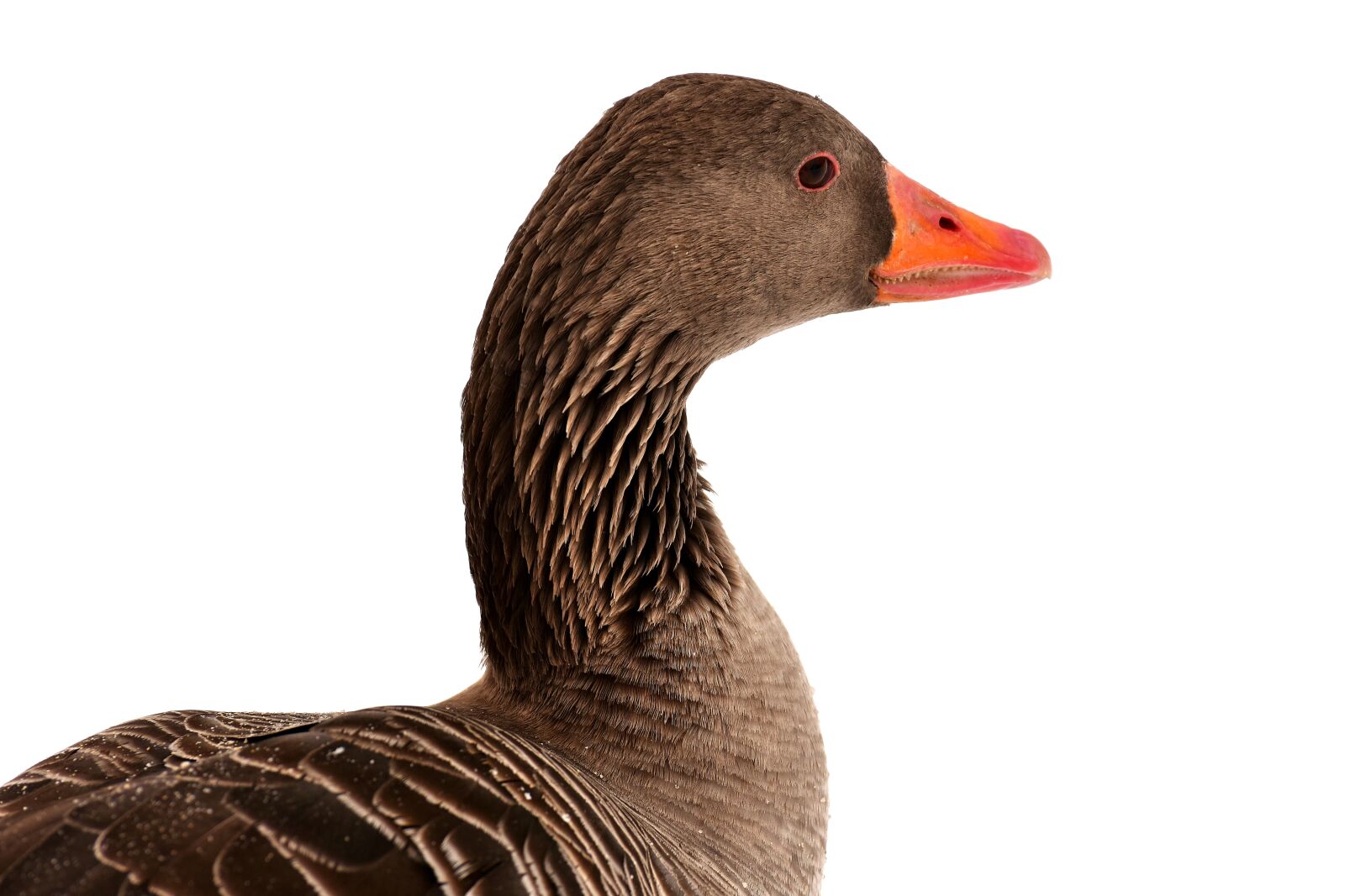 Nikon D7200 sample photo. Goose, water bird, snow photography