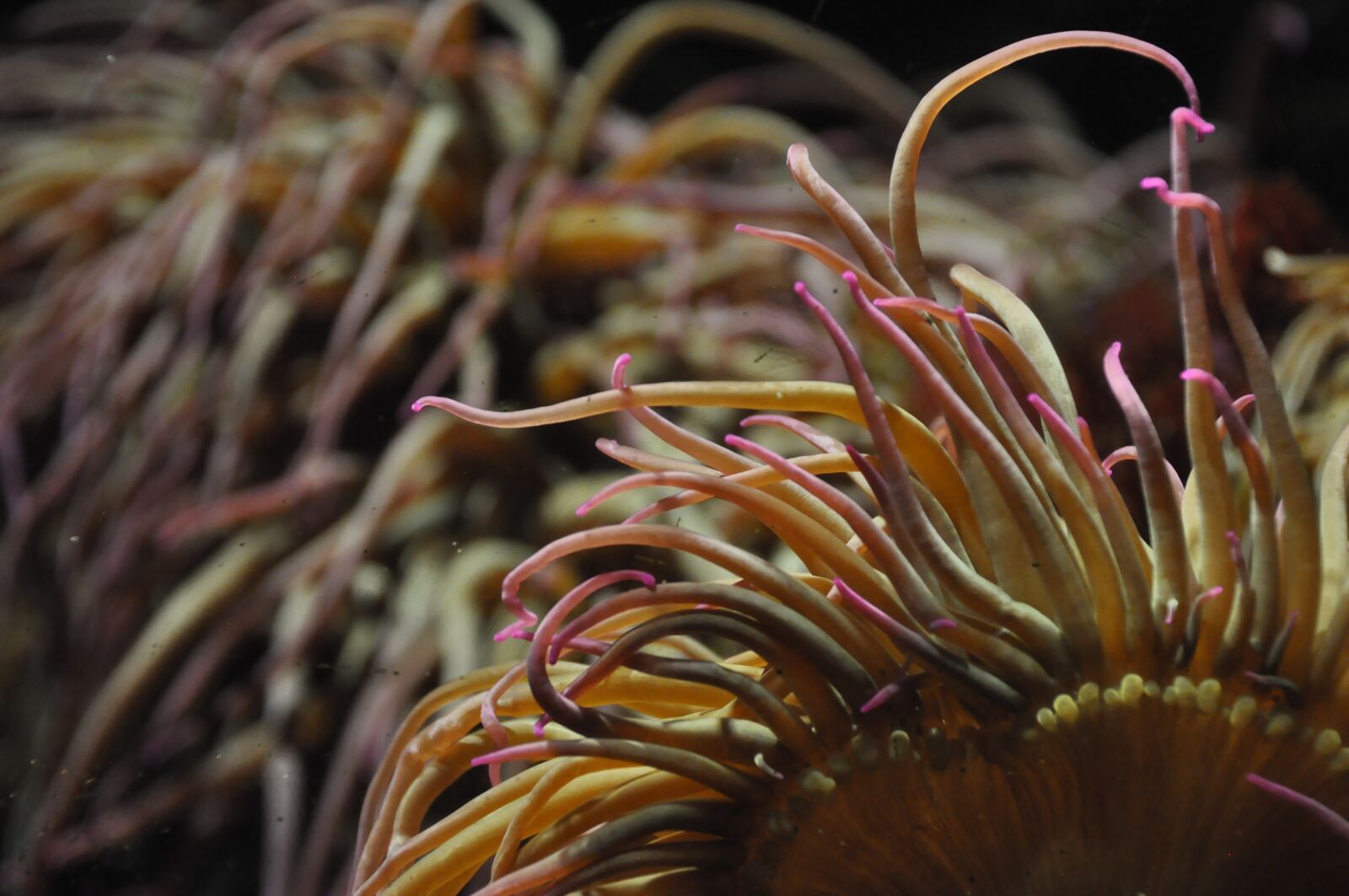 Nikon D90 sample photo. Coral, pink, water world photography