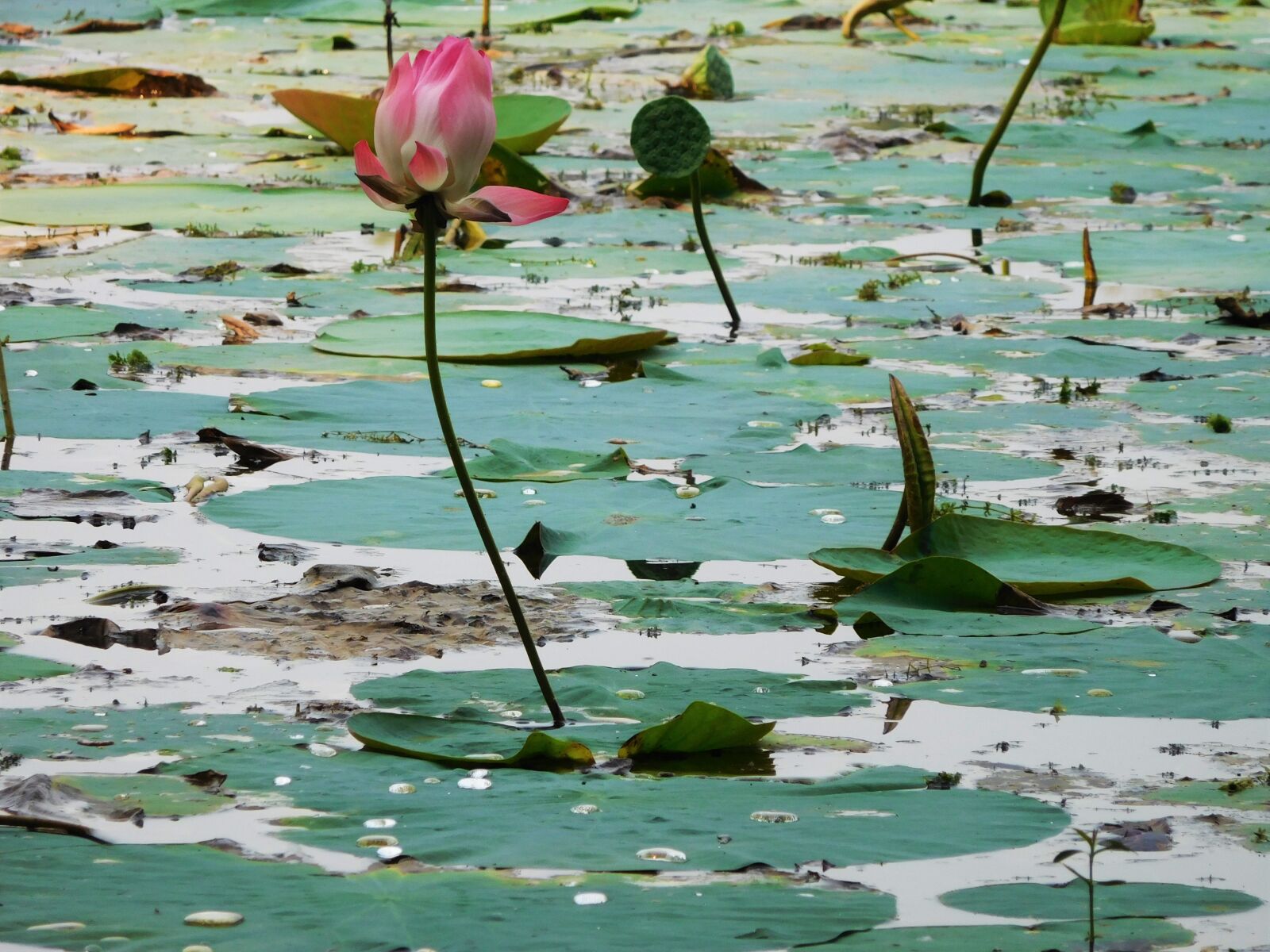 Nikon Coolpix S7000 sample photo. Lotus, lake, green photography