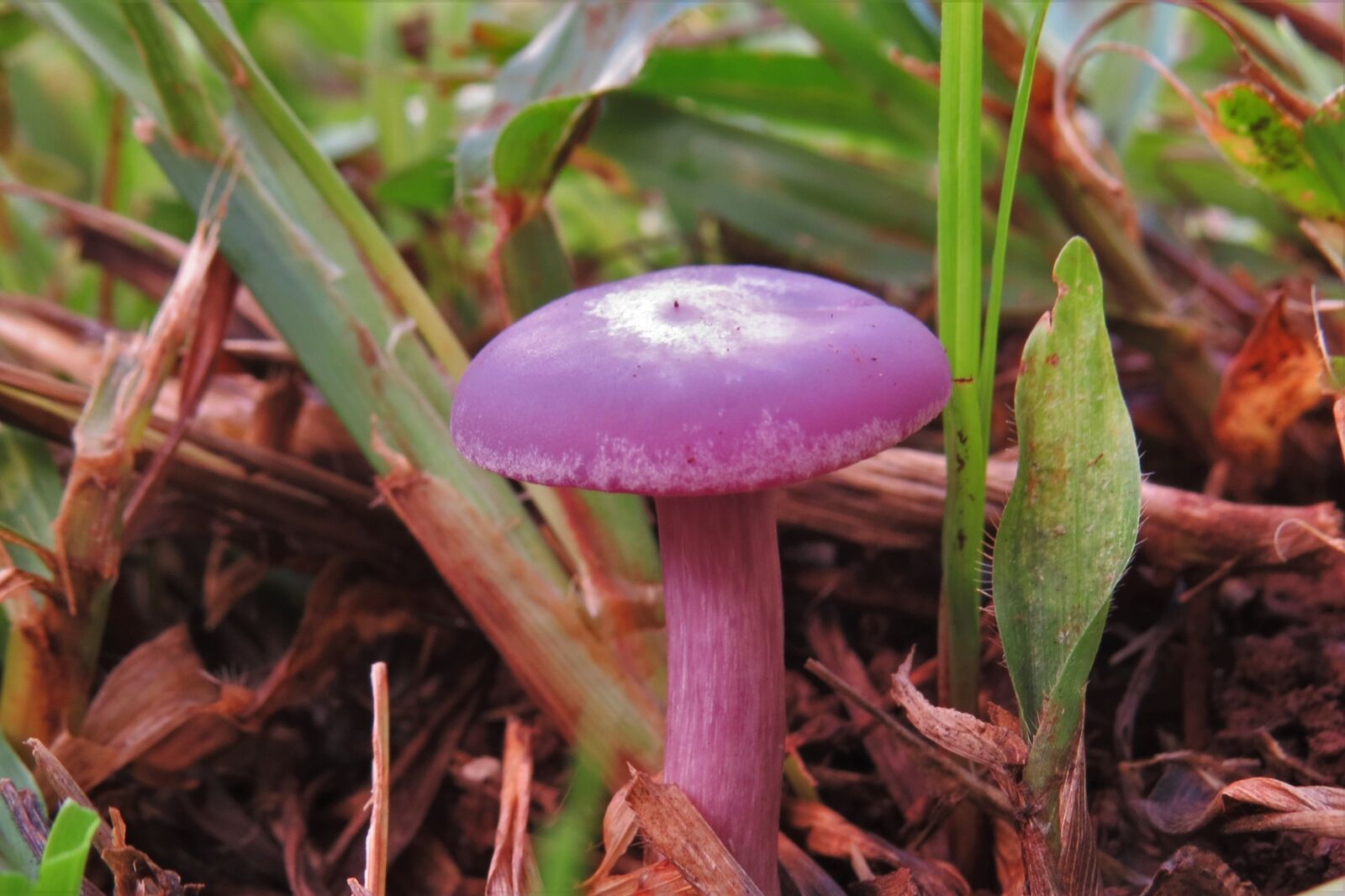 Canon PowerShot SX50 HS sample photo. Mushroom, color pink, unusual photography