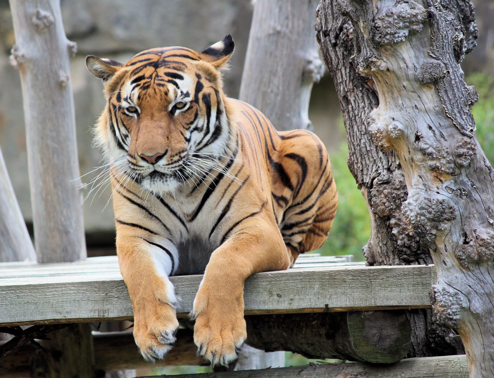Canon EOS 550D (EOS Rebel T2i / EOS Kiss X4) sample photo. Tiger, bengali, cat photography