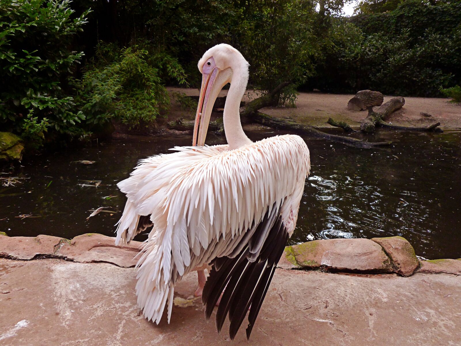 Panasonic DMC-FS37 sample photo. Pelikan, white pelican, dressing photography