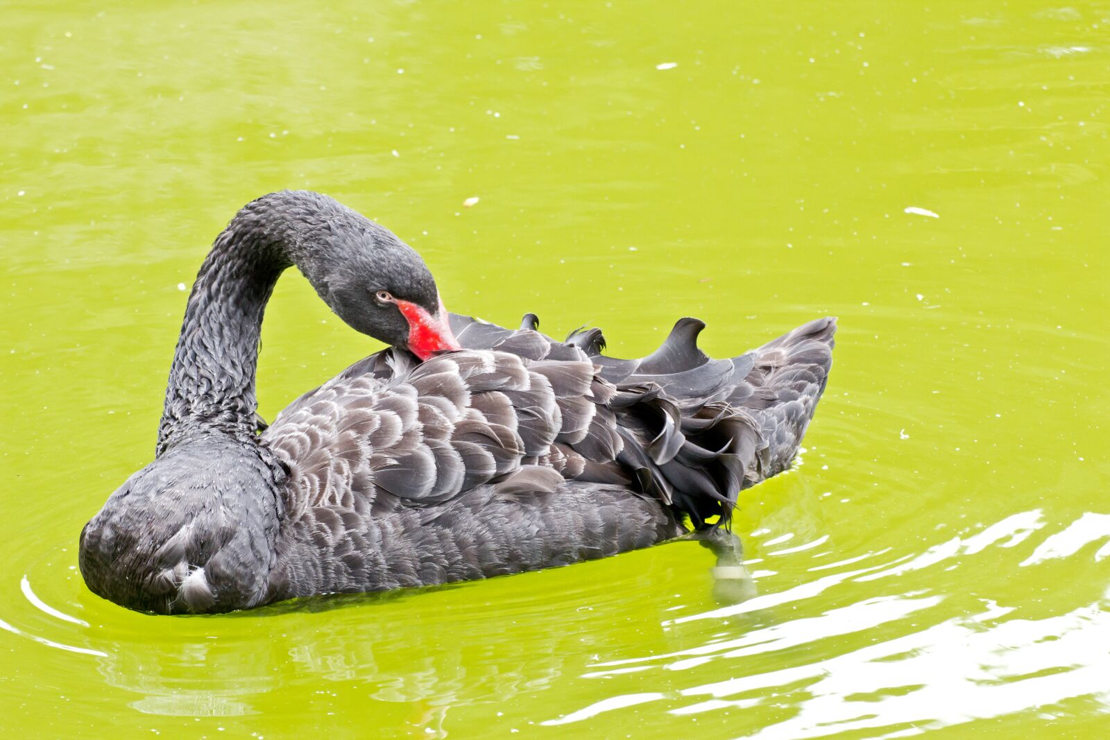 Canon EOS 600D (Rebel EOS T3i / EOS Kiss X5) sample photo. Background, black, swan photography