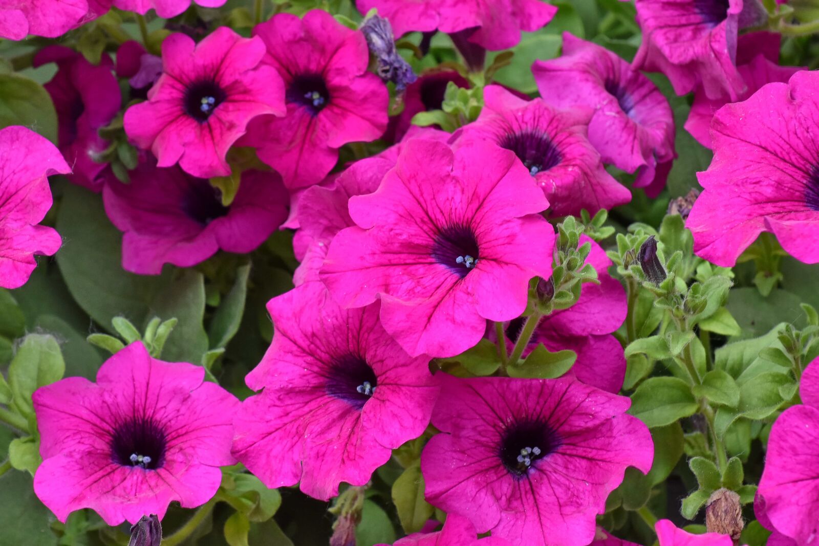 Nikon D5500 sample photo. Garden, blooming, nature, leaf photography