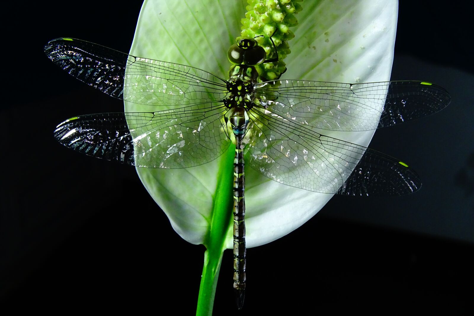 Sony Cyber-shot DSC-HX400V sample photo. Anisoptera, paleópteros, odonata photography