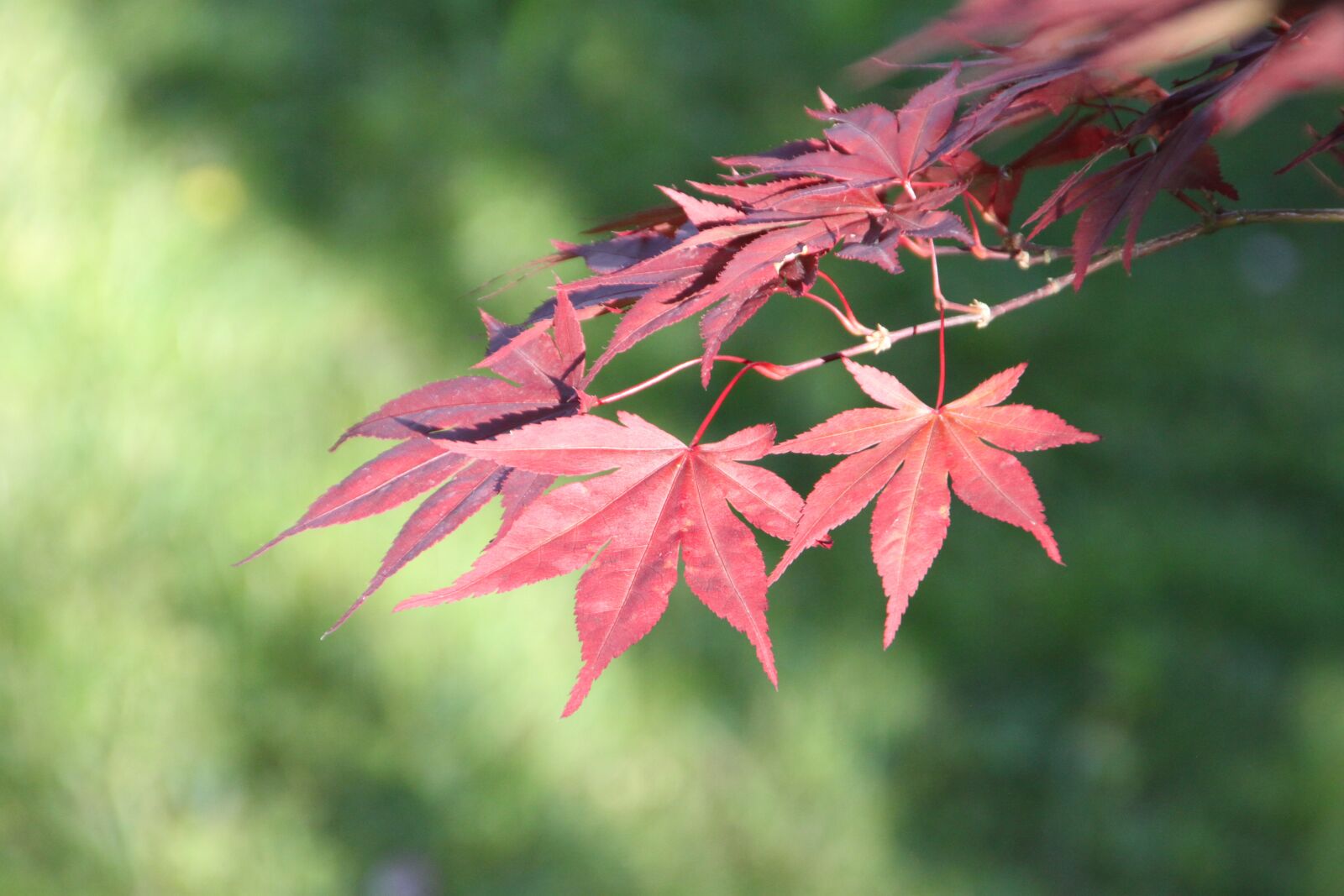 Canon EOS 500D (EOS Rebel T1i / EOS Kiss X3) sample photo. Maple, red leaves, japanese photography