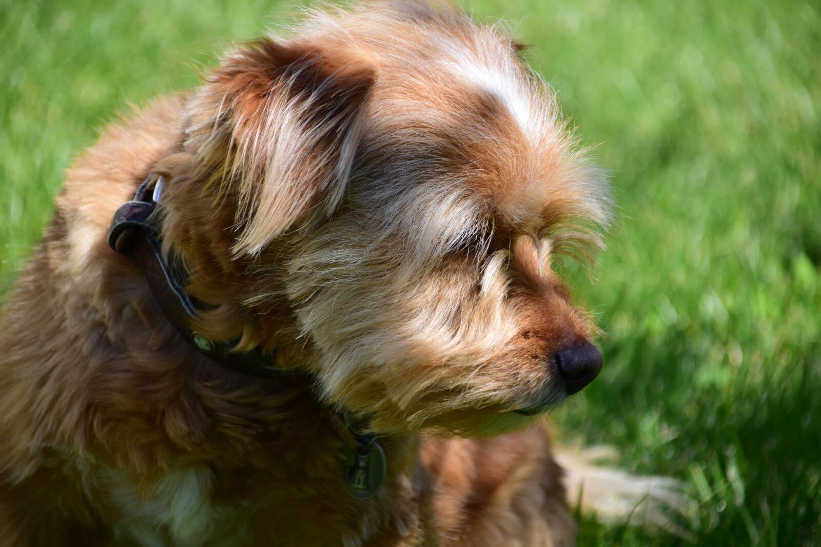 Nikon D3300 sample photo. Puppy, animal, canine, fur photography