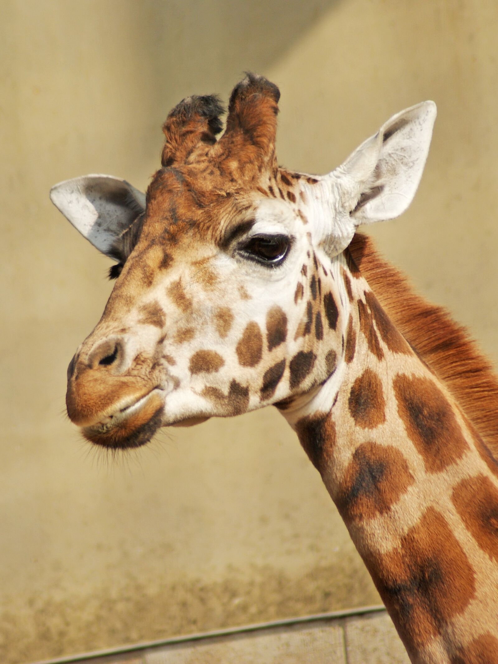 Sony Alpha DSLR-A300 sample photo. Giraffe, animal, wild photography