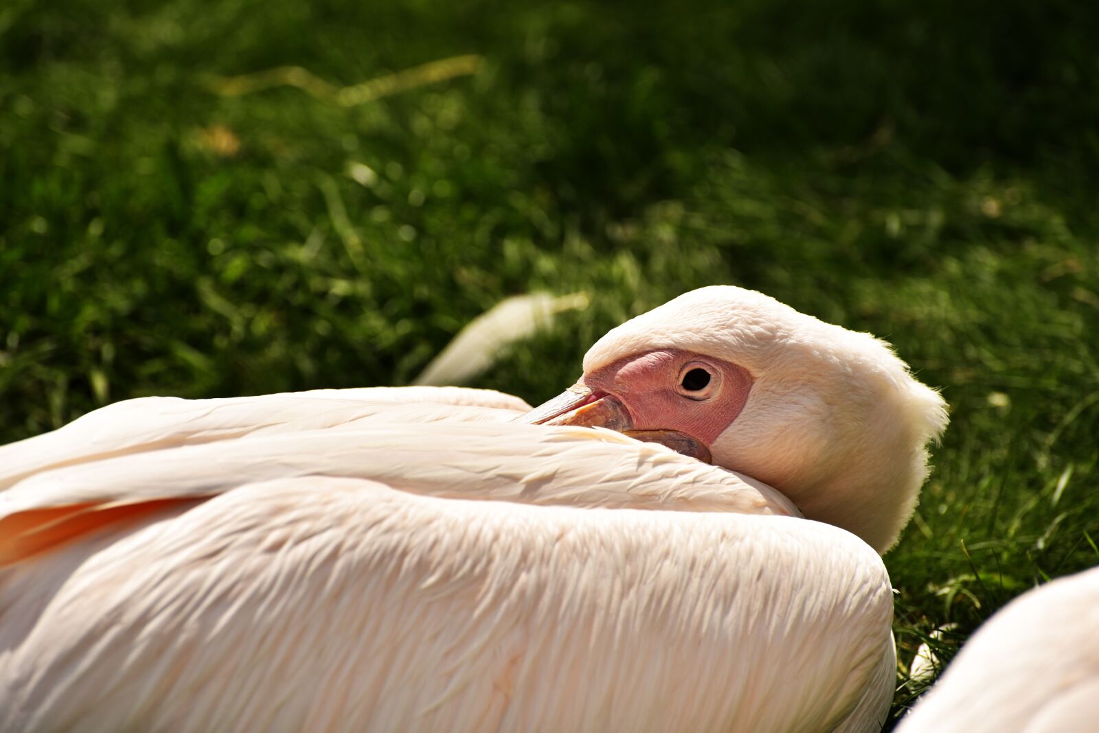 Nikon D750 sample photo. Pelikan, rose, bird photography