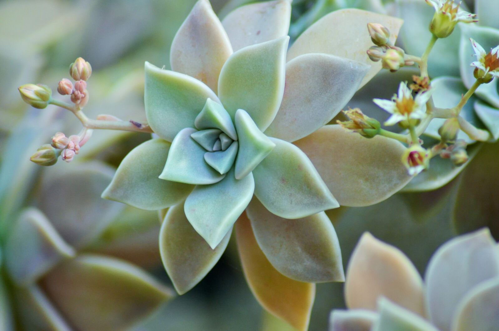 Nikon D5100 sample photo. Succulent, plant, nature photography