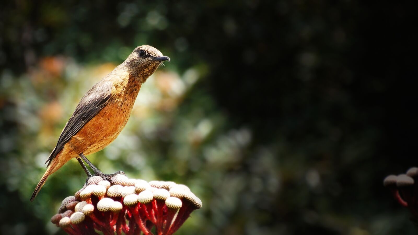 Sony Cyber-shot DSC-HX300 sample photo. Bird, curious, orange photography