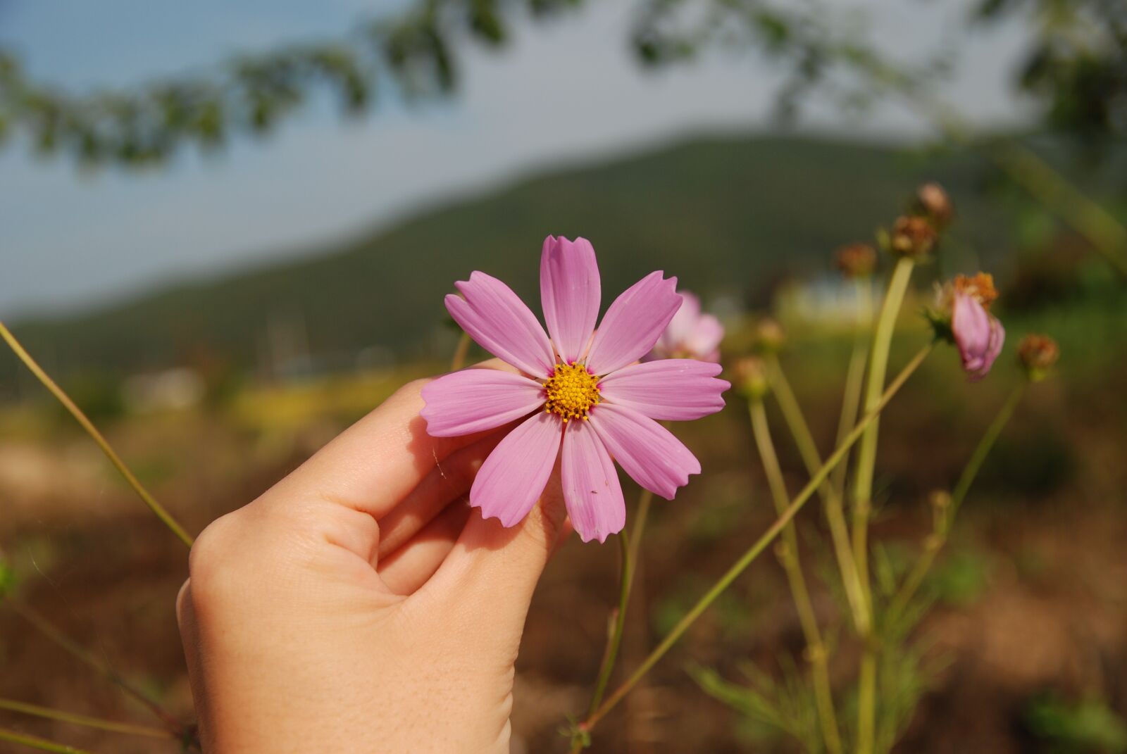 Nikon D80 sample photo. Autumn, cosmos, flowers photography
