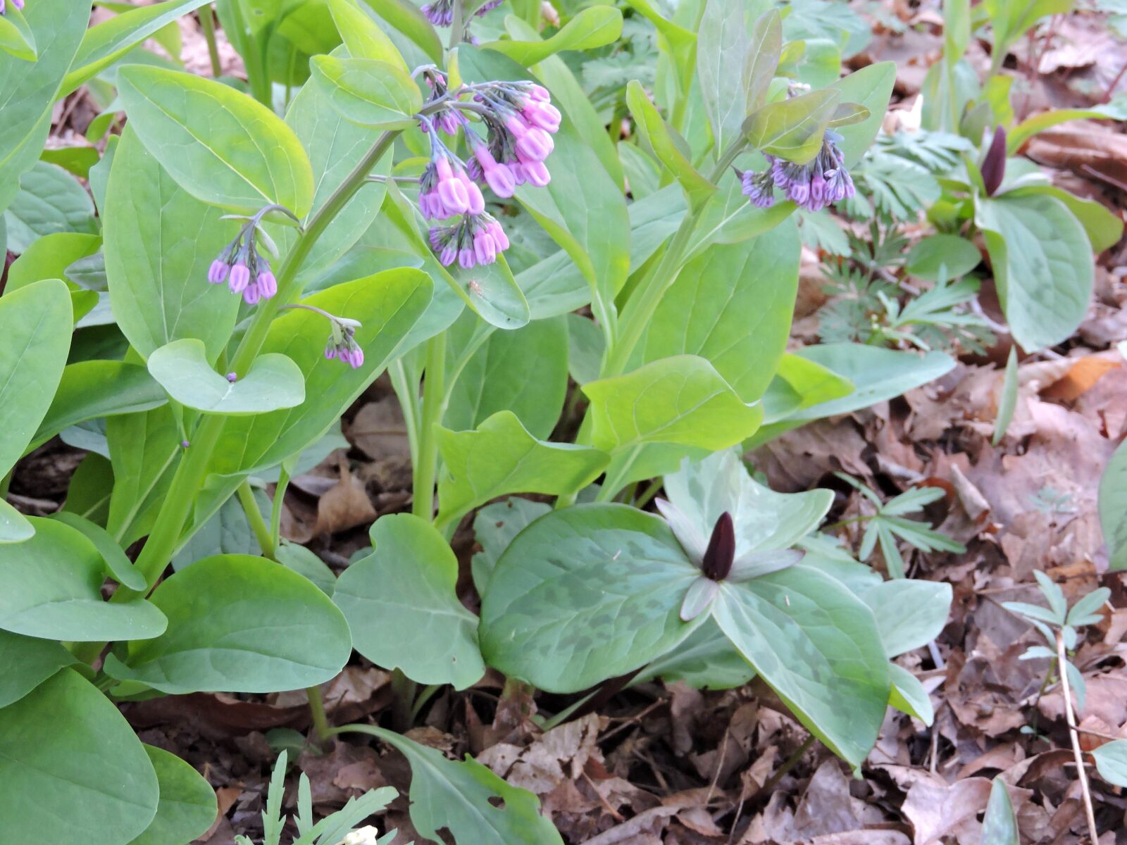 Nikon Coolpix P600 sample photo. Virginia, bluebell, plant, several photography