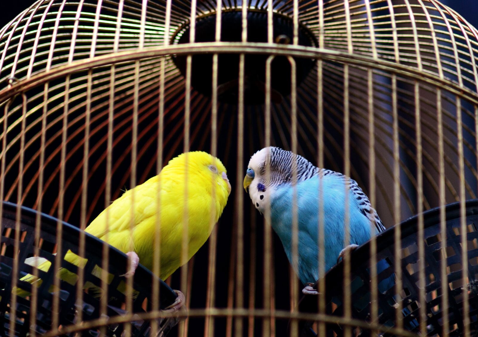 Nikon D5200 sample photo. Bird, parakeet, birdcage photography