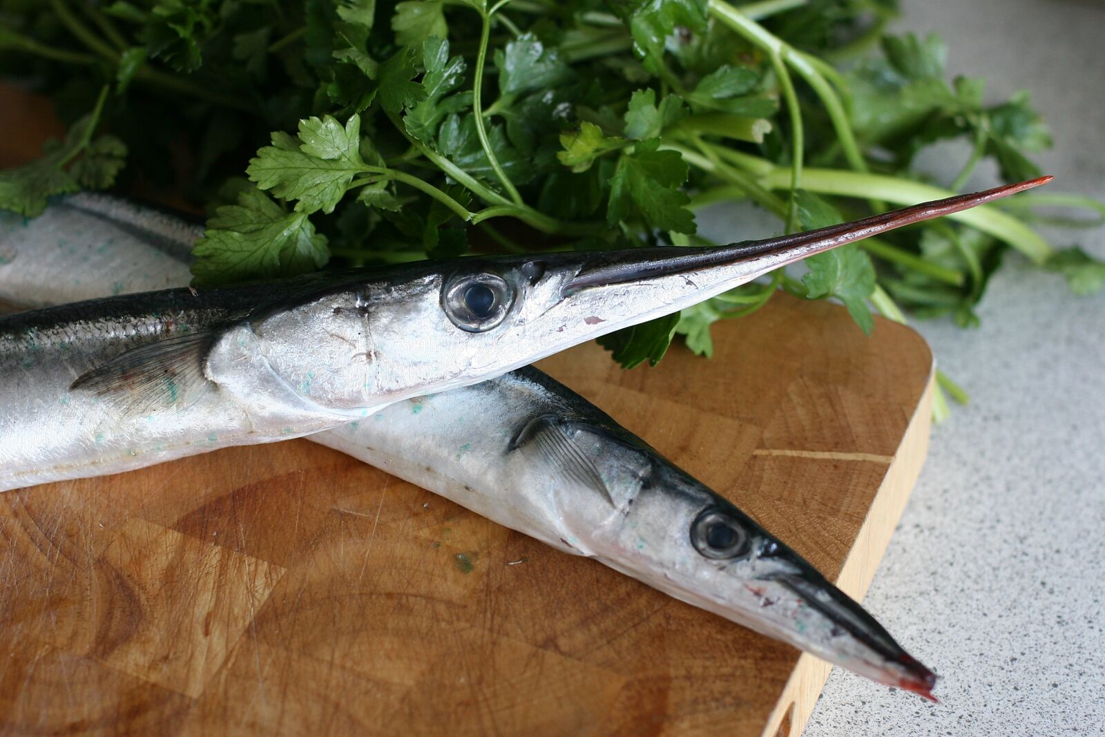 Canon EOS 20D sample photo. Garfish, fish, spring photography