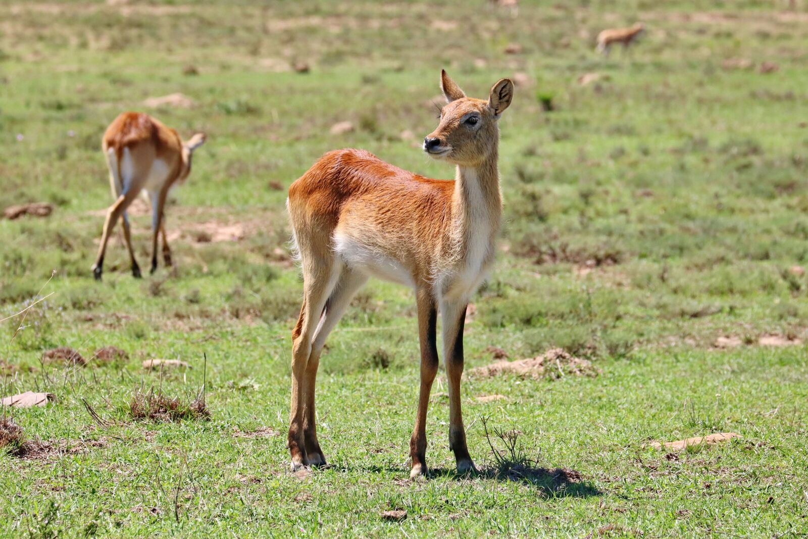 Canon EF 70-300mm F4-5.6L IS USM sample photo. Lechwe, antelope, marsh antelope photography