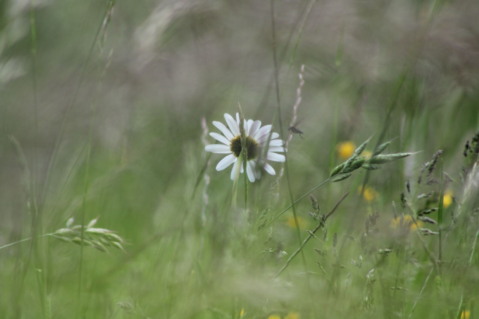 Canon EF75-300mm f/4-5.6 sample photo. Flower, marguerite, pre photography
