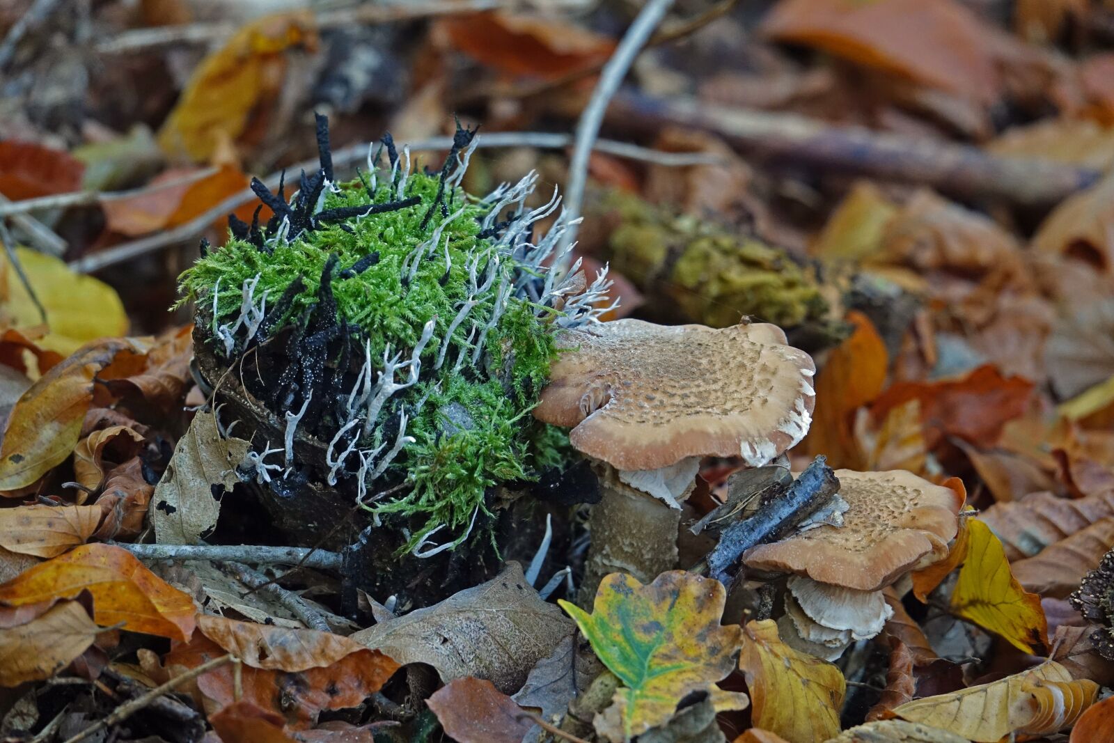 Sony Cyber-shot DSC-RX10 III sample photo. Mushrooms, mushroom, moss photography