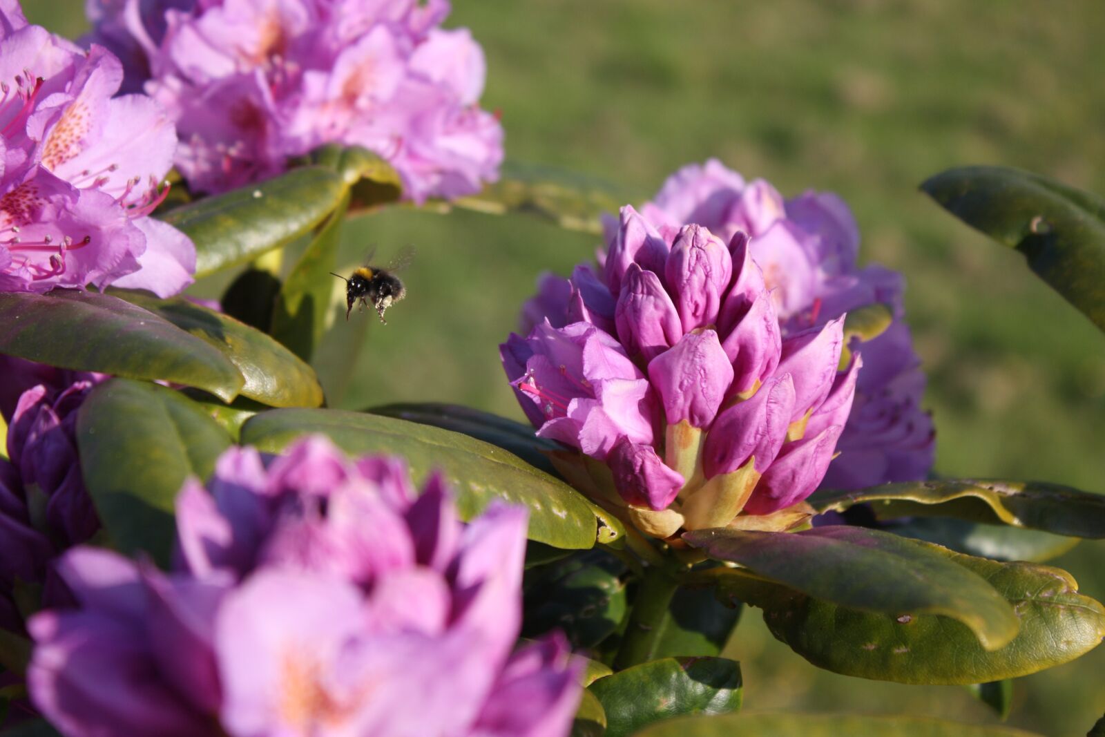 Canon EOS 450D (EOS Rebel XSi / EOS Kiss X2) sample photo. Wildlife, insect, bee photography