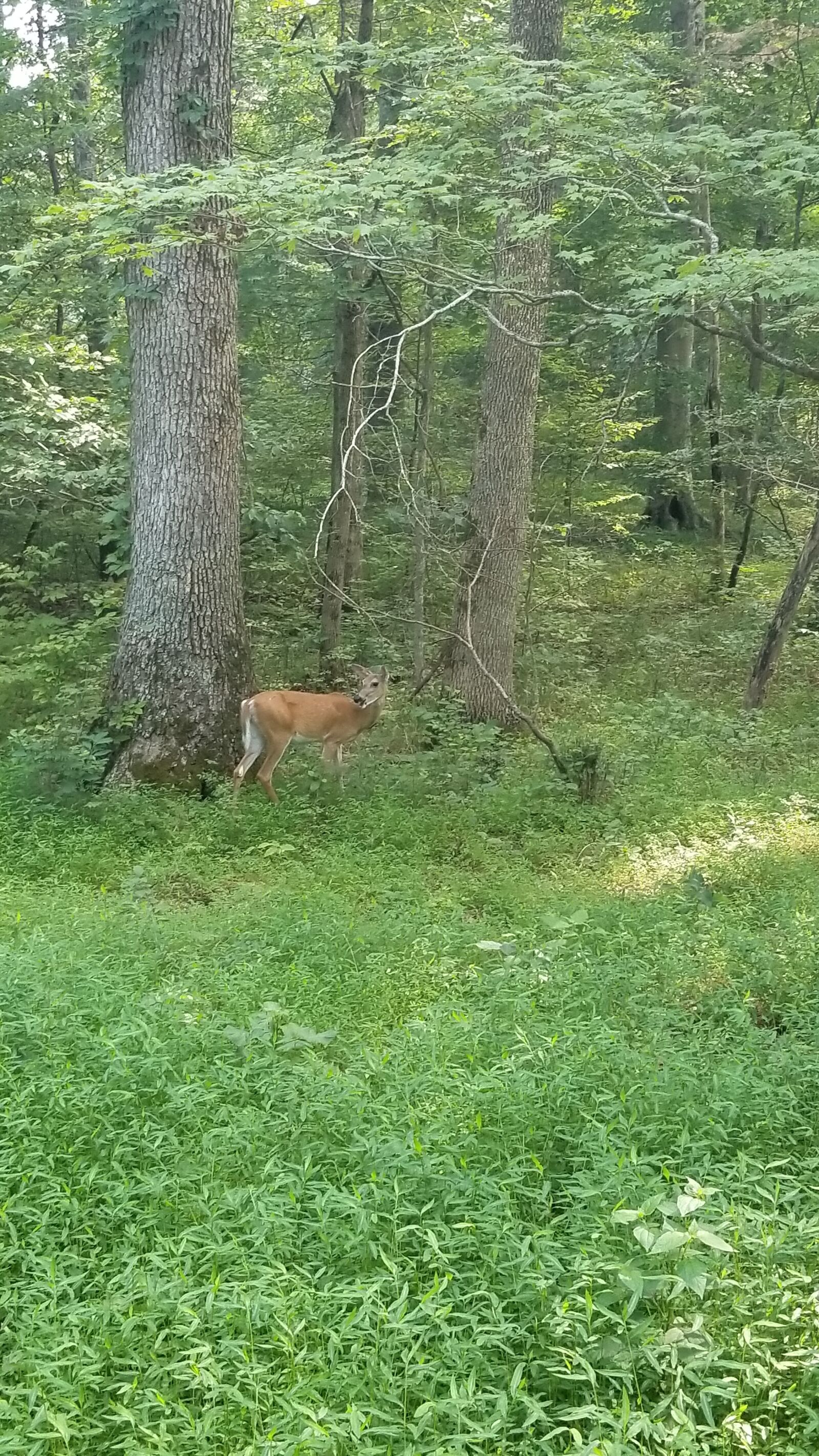 Samsung Galaxy S8+ sample photo. Deer, smokey mountain, tennessee photography