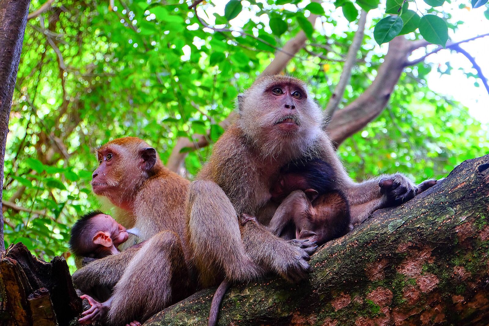 Fujifilm XC 16-50mm F3.5-5.6 OIS II sample photo. Monkey, animals, mammal photography