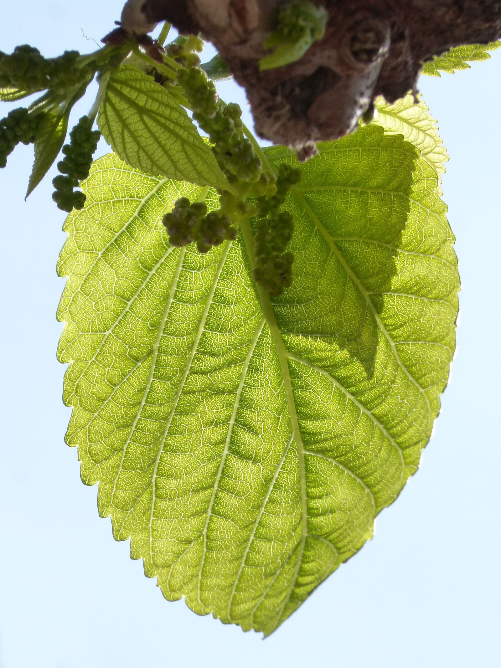 Panasonic DMC-FZ62 sample photo. Leaf, outbreak, mulberry photography
