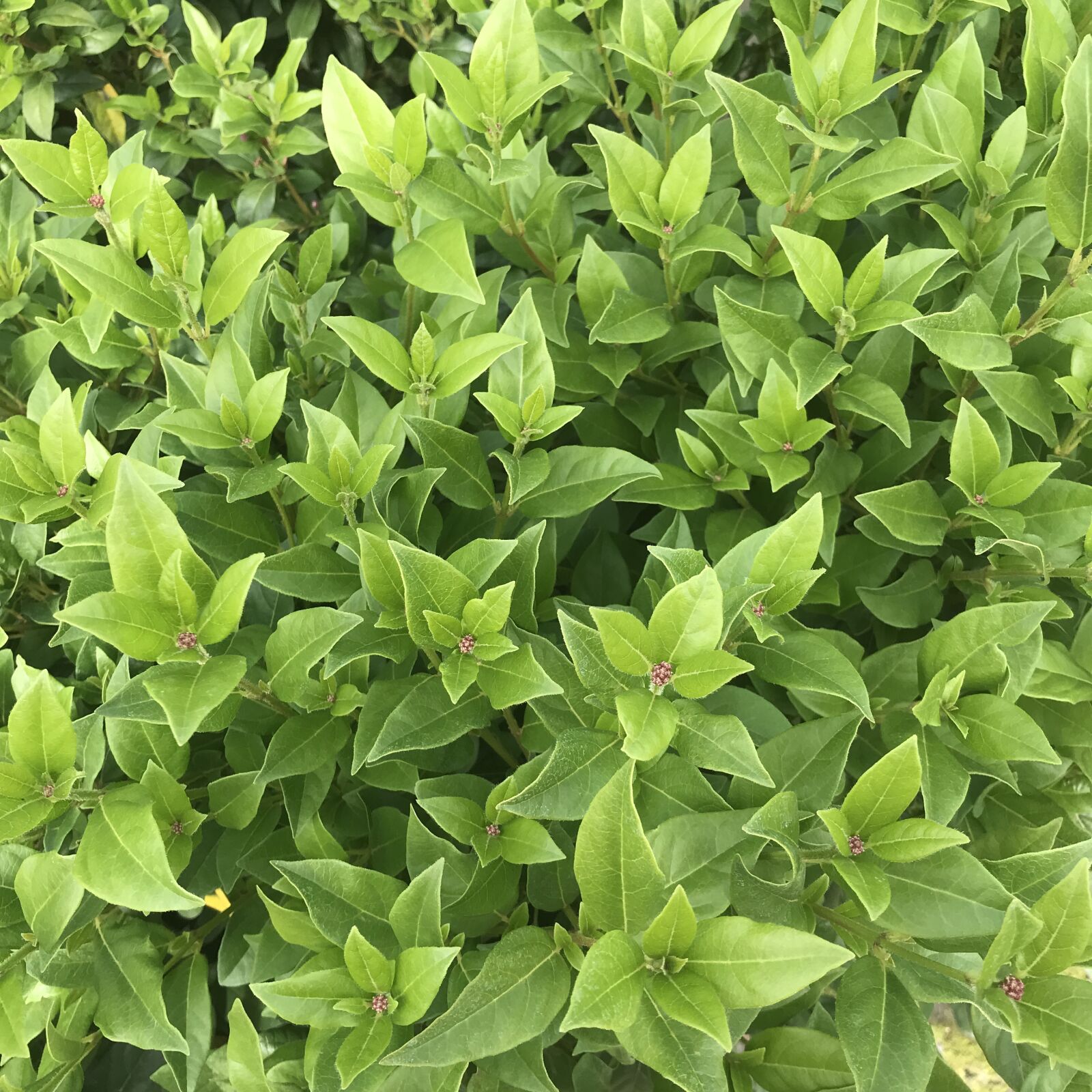 iPhone 7 back camera 3.99mm f/1.8 sample photo. Bush, green, shrubs photography