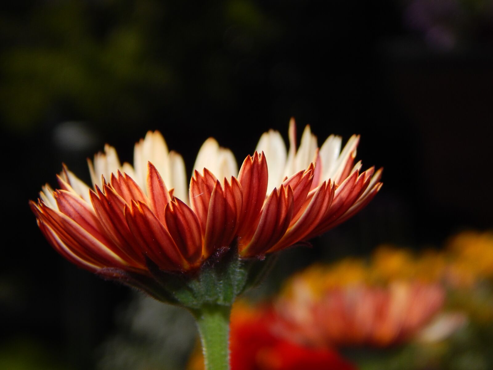 Nikon Coolpix L830 sample photo. Marigold, blossom, bloom photography