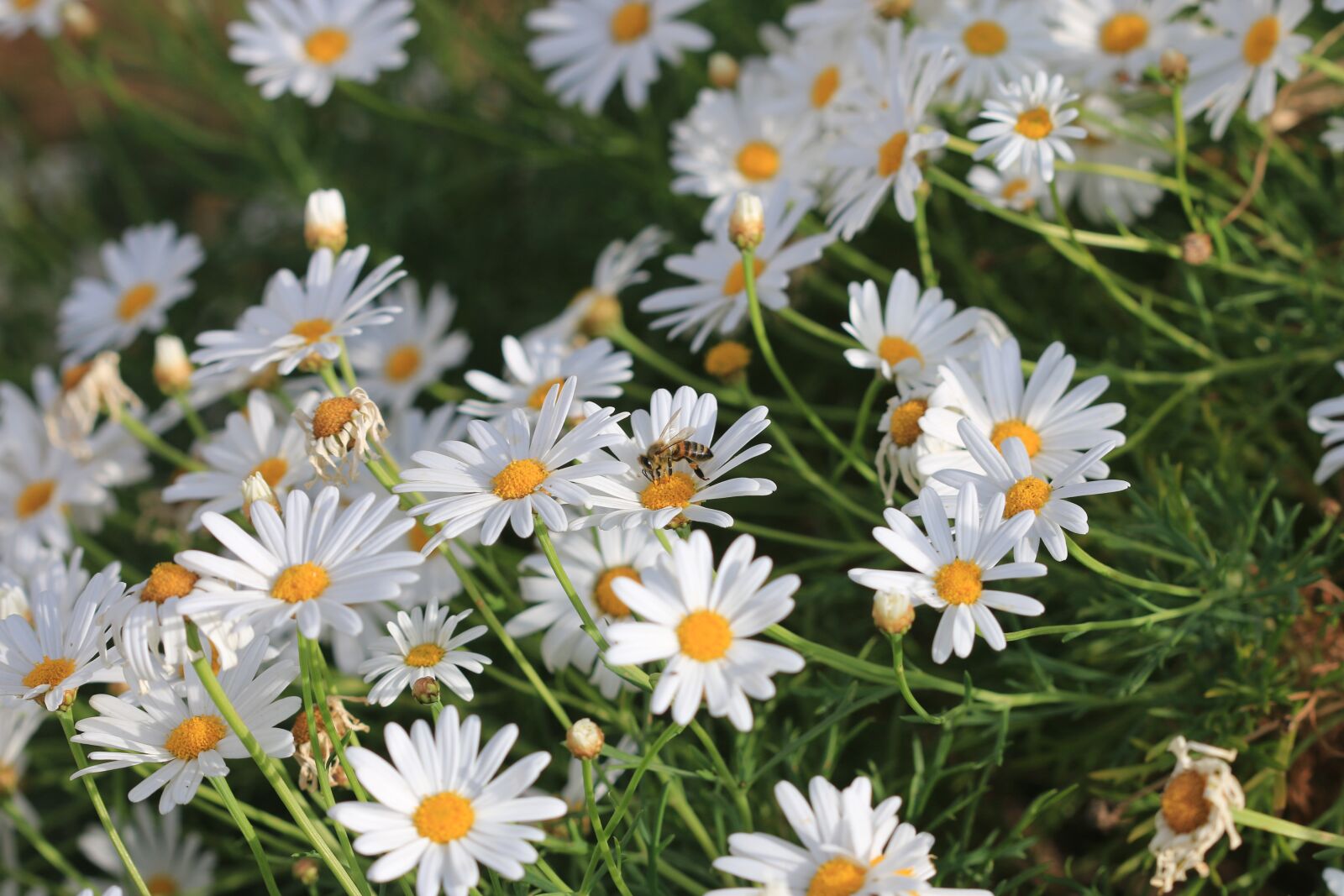 Canon EOS 70D + Canon EF 100mm F2.8 Macro USM sample photo. Daisy, white, flower photography