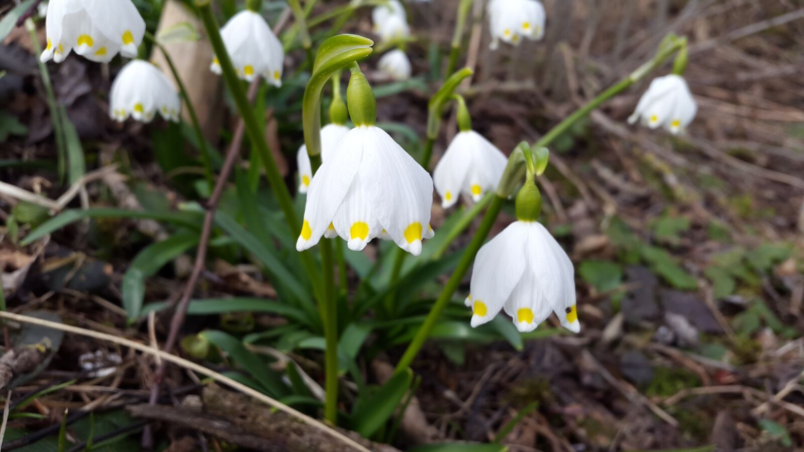 Samsung Galaxy Alpha sample photo. Snowflake, spring, white photography