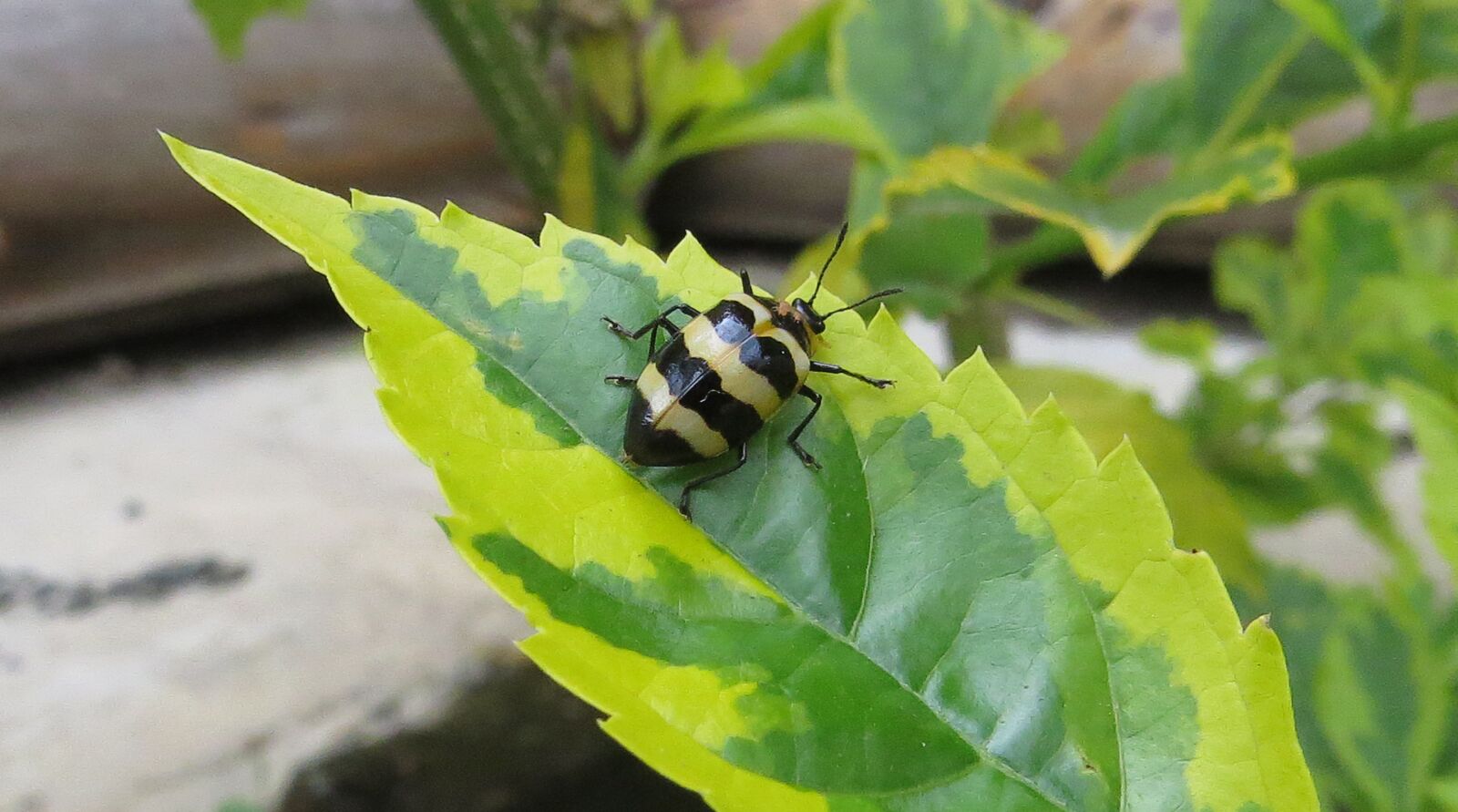 Canon PowerShot SX50 HS sample photo. Macro, insect, cucarron photography