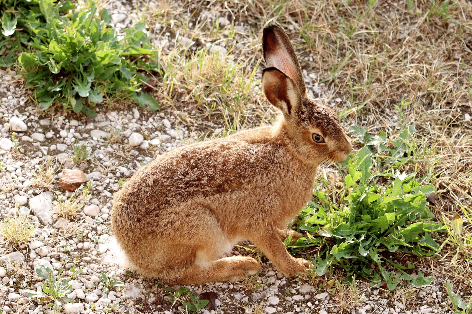 Canon EOS 77D (EOS 9000D / EOS 770D) sample photo. Hare, long eared, easter photography