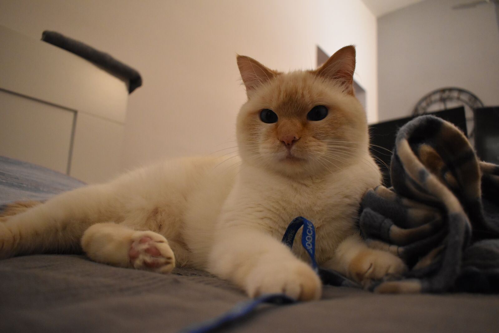 Nikon D5600 sample photo. Cat, red point thai photography