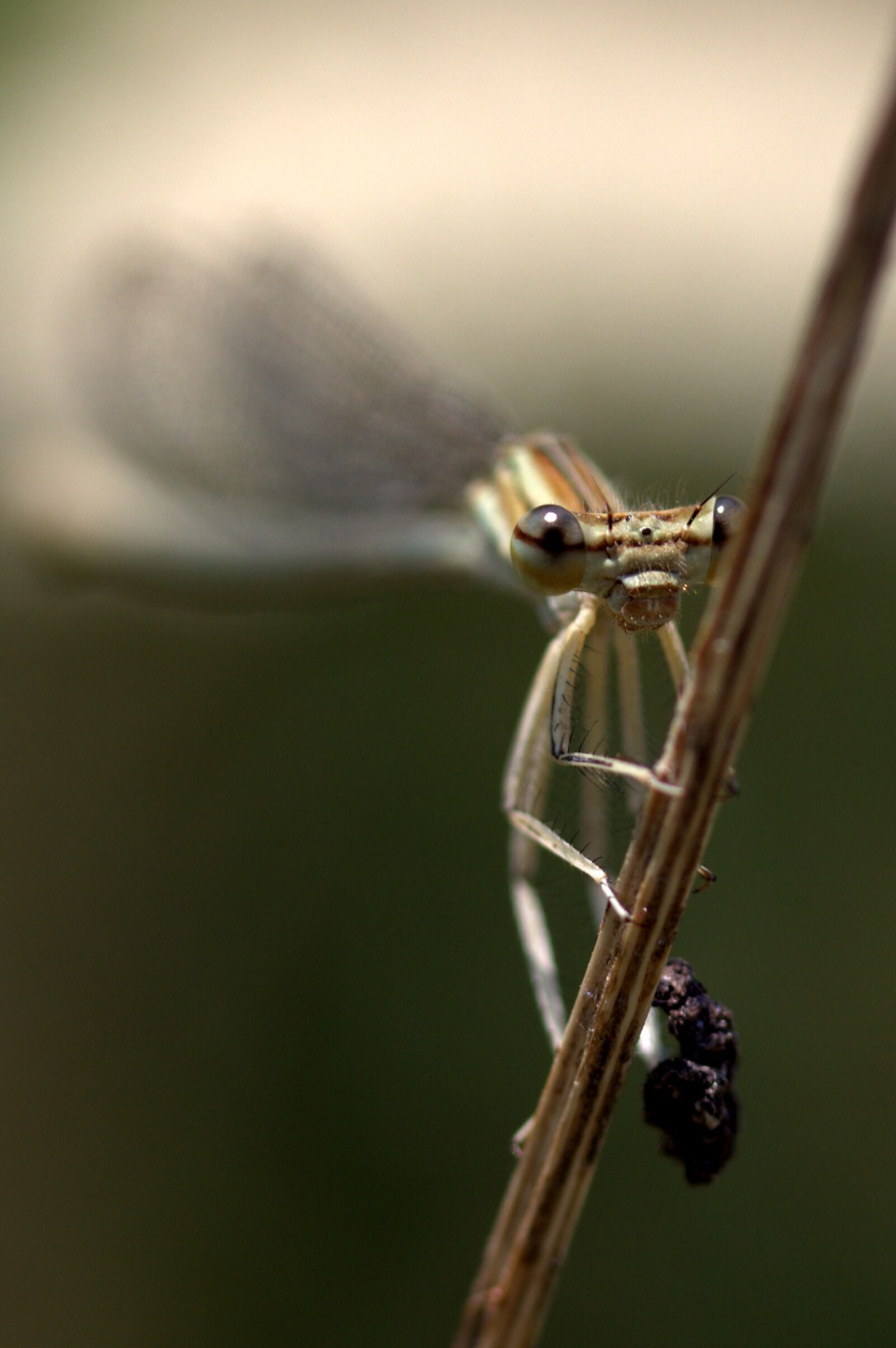 Canon EF-S 60mm F2.8 Macro USM sample photo. Dragonfly, insecta, wings photography