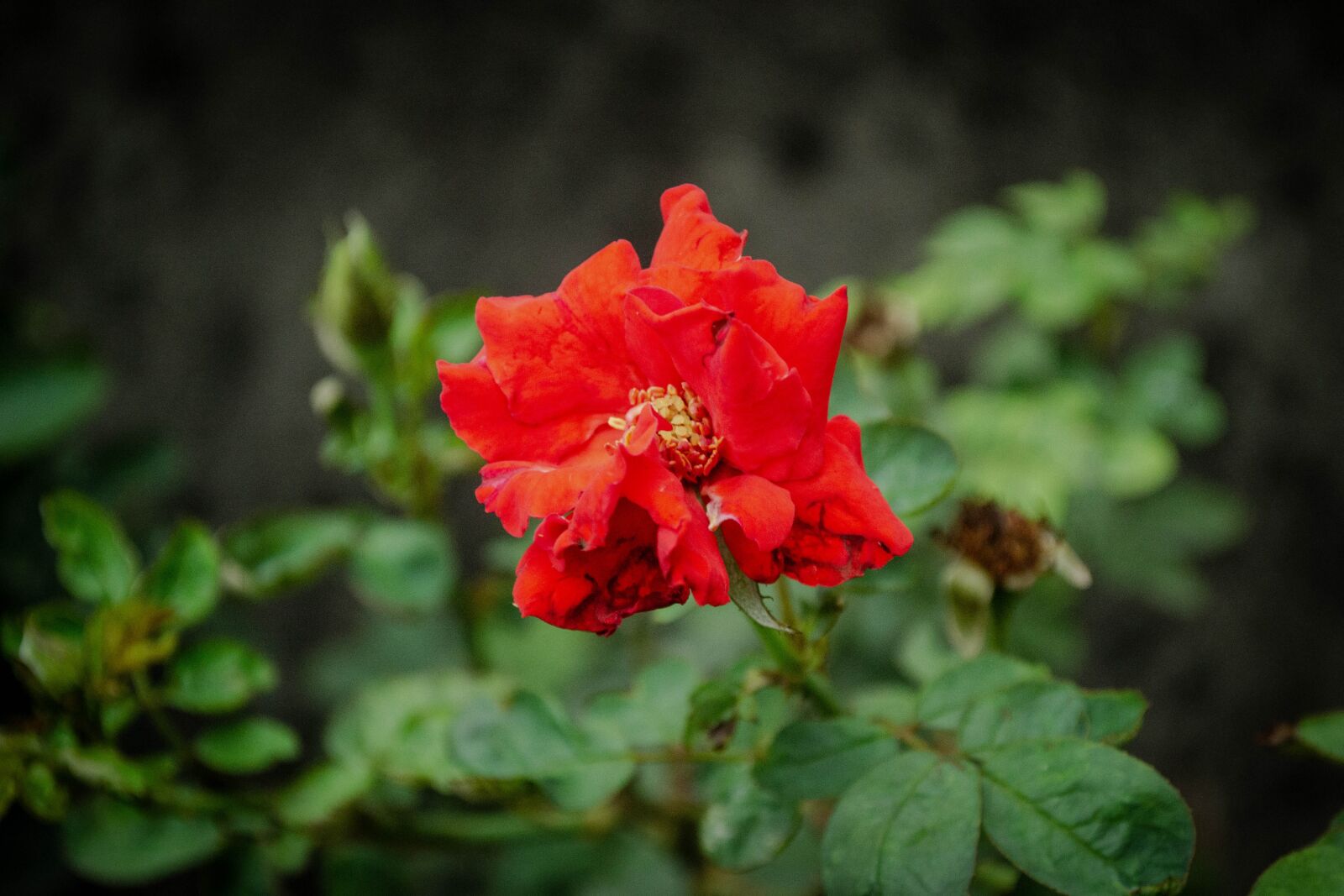 Nikon D3100 sample photo. Flowers, plants, nature photography