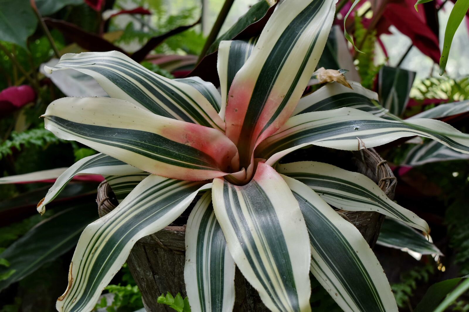 Nikon D5500 sample photo. Rain forest, desert plant photography